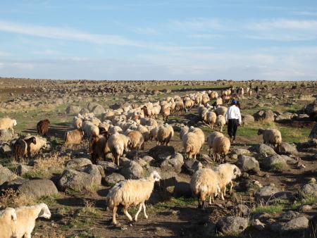 sheep_herding_in_Iraq.jpg